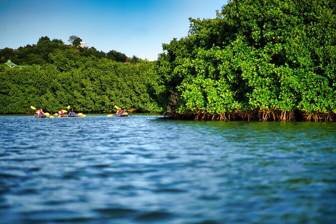 Clear Kayak Tour in Mangrove Antigua - Quick Hits