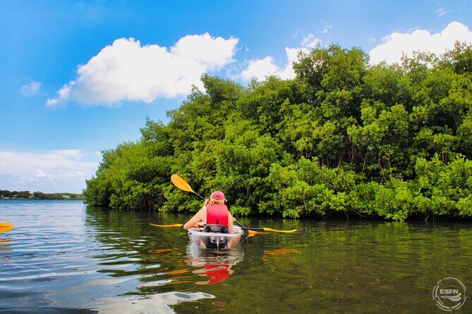 Clear Kayak Tour in Mangrove Antigua - Crystal-Clear Kayaks: What You’ll See (and How It Changes Your Trip)