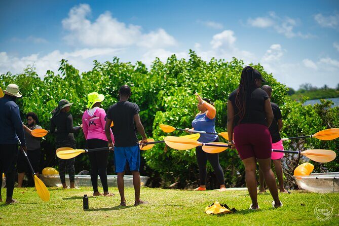 Clear Kayak Tour in Mangrove Antigua - Wildlife and Mangroves: What You’re Learning While You Paddle