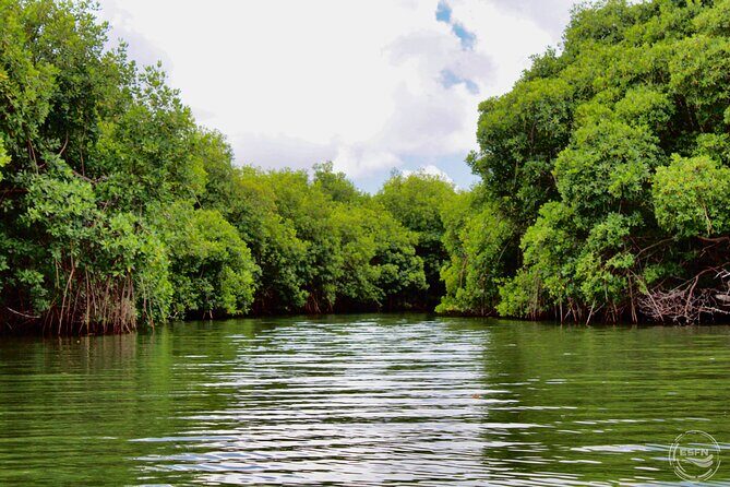 Clear Kayak Tour in Mangrove Antigua - Price and Value: Is $90 Worth It for a Short Kayak Tour?