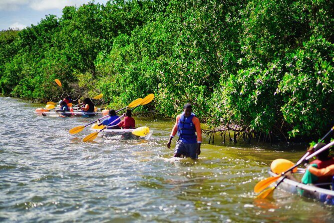 Clear Kayak Tour in Mangrove Antigua - Meeting Point, Getting There, and Mobile Ticket Reality