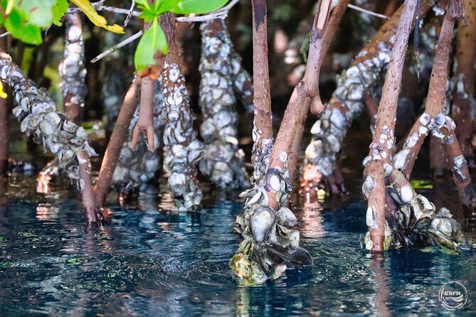 Clear Kayak Tour in Mangrove Antigua - The 1-Hour Paddle Plan in Antigua (Launch to Back Again)